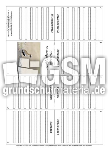 Faltbuch-Goldregenpfeifer.pdf